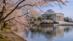Cherry Blossoms in Washington jigsaw puzzle