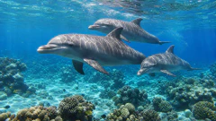 Dolphins in Clear Water jigsaw puzzle