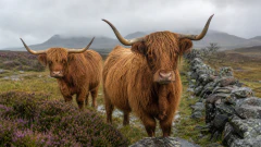 Highland Cows in the Rain jigsaw puzzle
