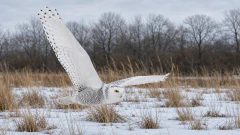 Snowy Owl in Flight jigsaw puzzle