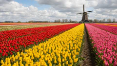Tulip Fields in Spring jigsaw puzzle
