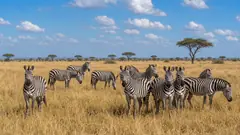 Zebra Herd on the Savanna jigsaw puzzle