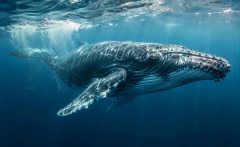 Humpback Whale jigsaw puzzle